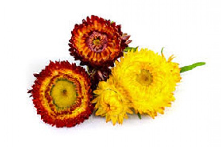 mix helichrysum flowers on the white background